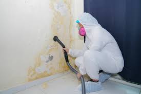 Best Mold Damage Restoration  in Cape Charles, VA